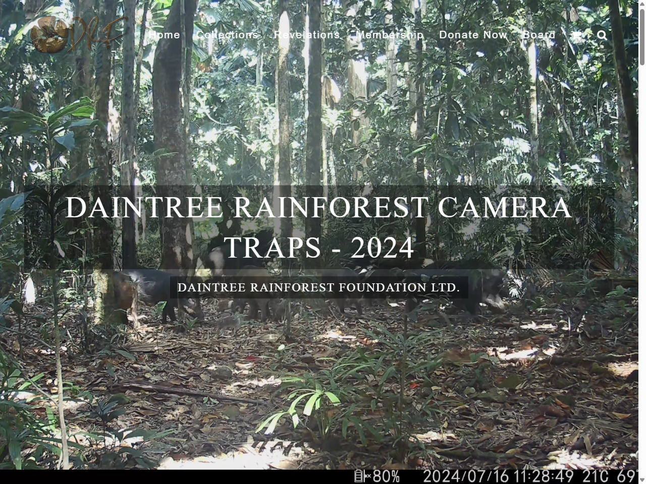 Preview of Daintree Camera Traps - 2024 - Daintree Rainforest Foundation Ltd.