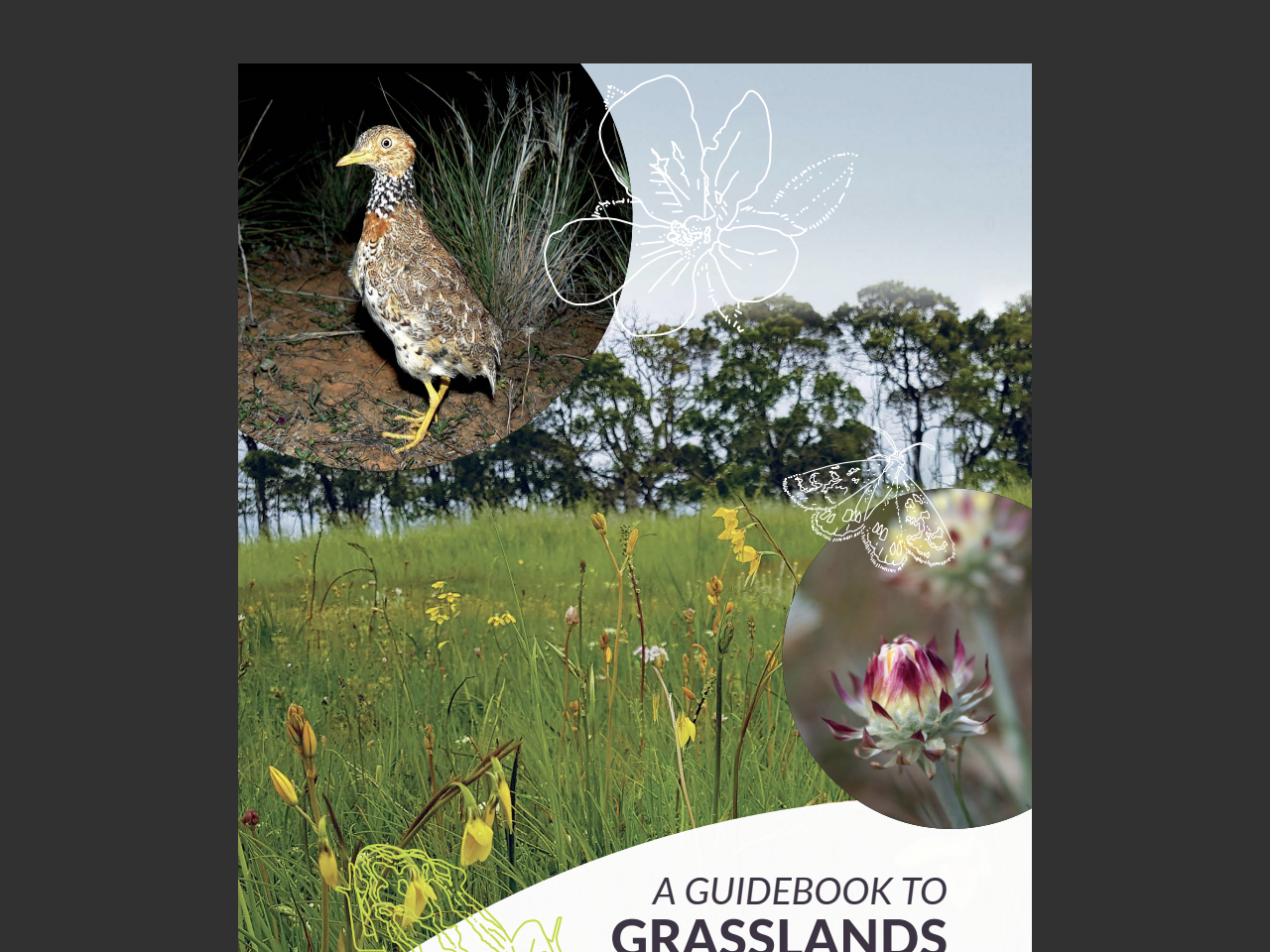 Preview of GRASSLANDS & GRASSY WOODLANDS - Corangamite Catchment Management Authority, accessed August 5, 2025, 