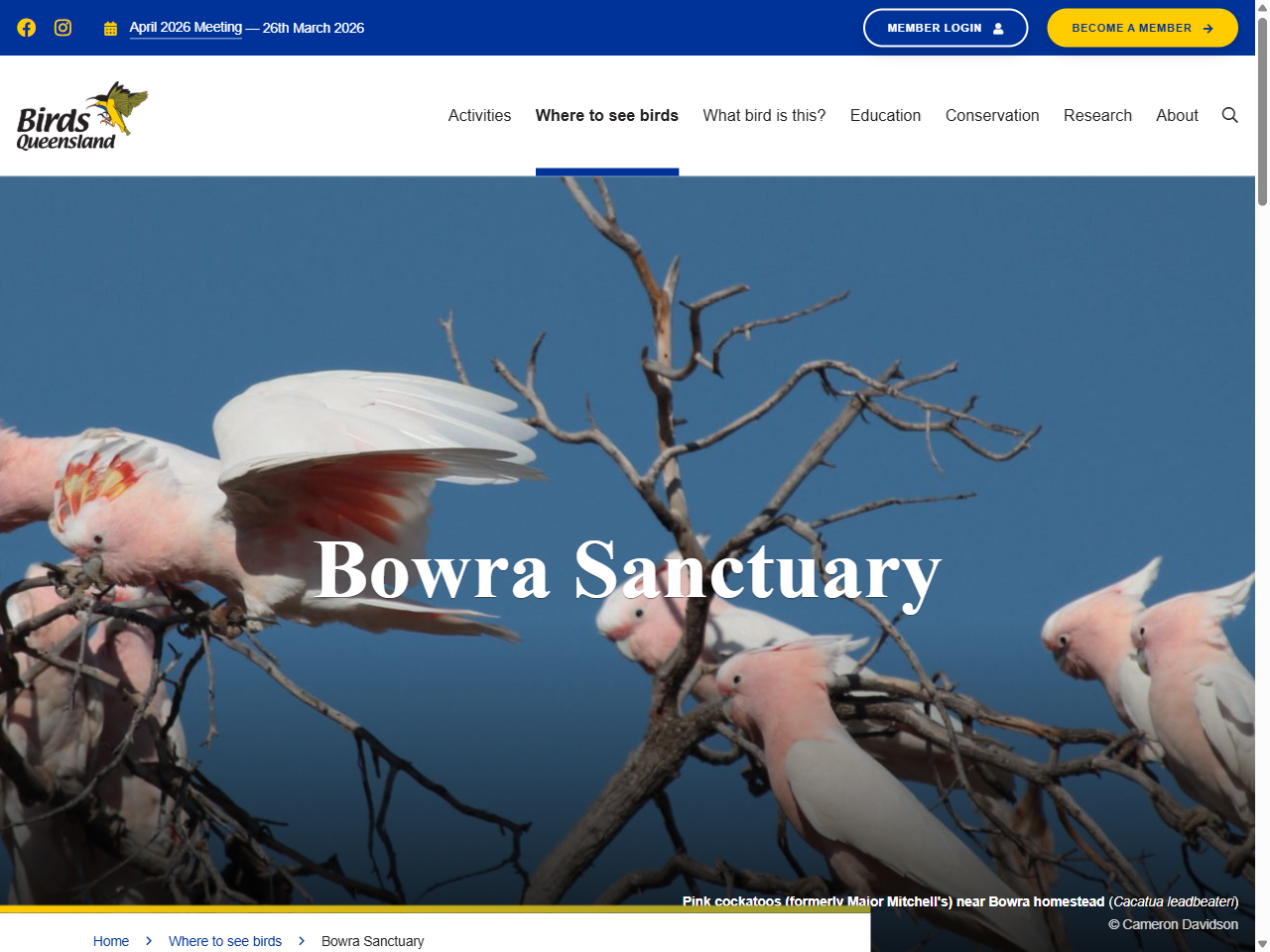 Preview of Bowra Sanctuary - Birds Queensland