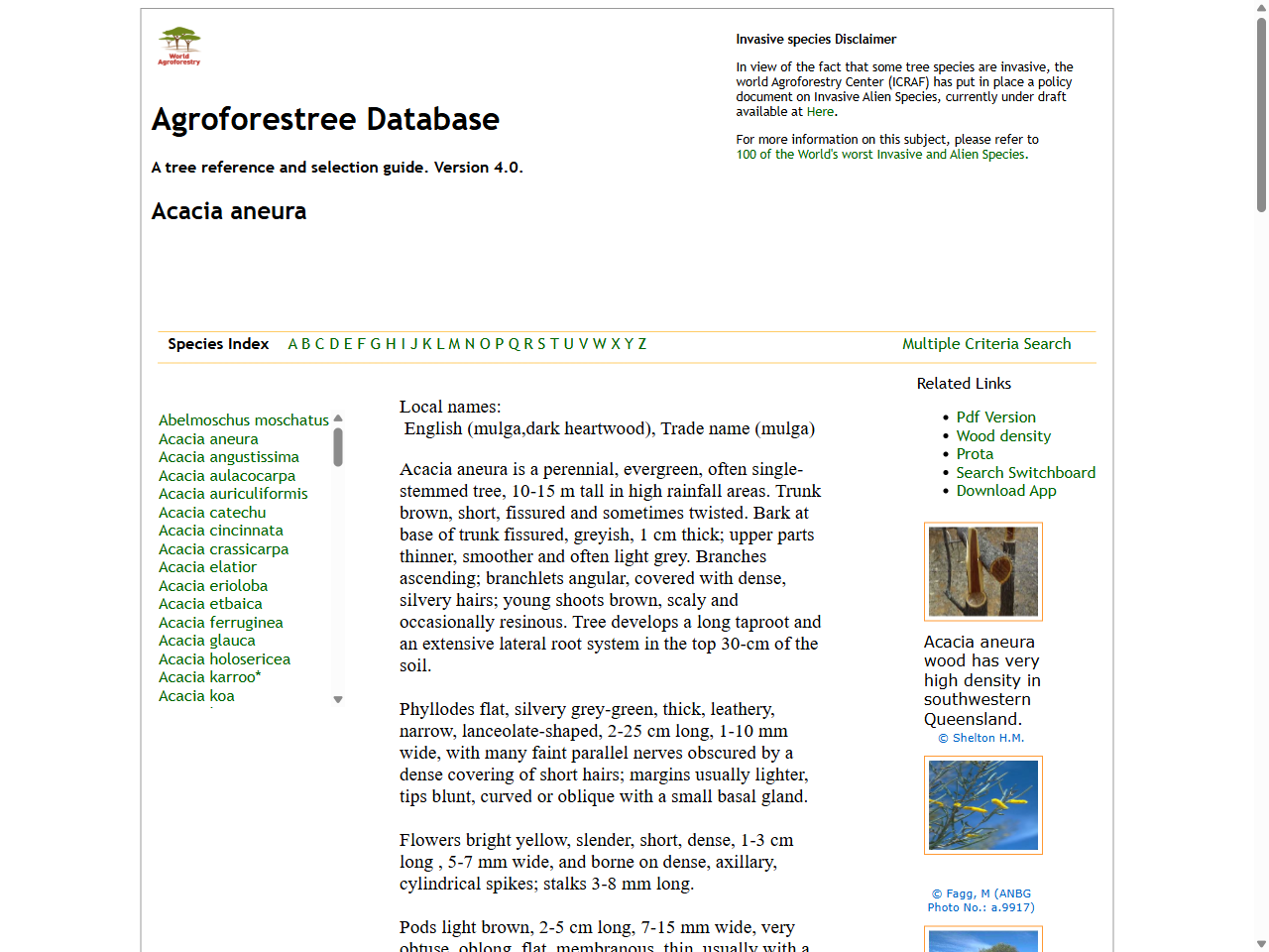 Preview of Acacia aneura - Agroforestree Species profile, accessed July 6, 2025, 