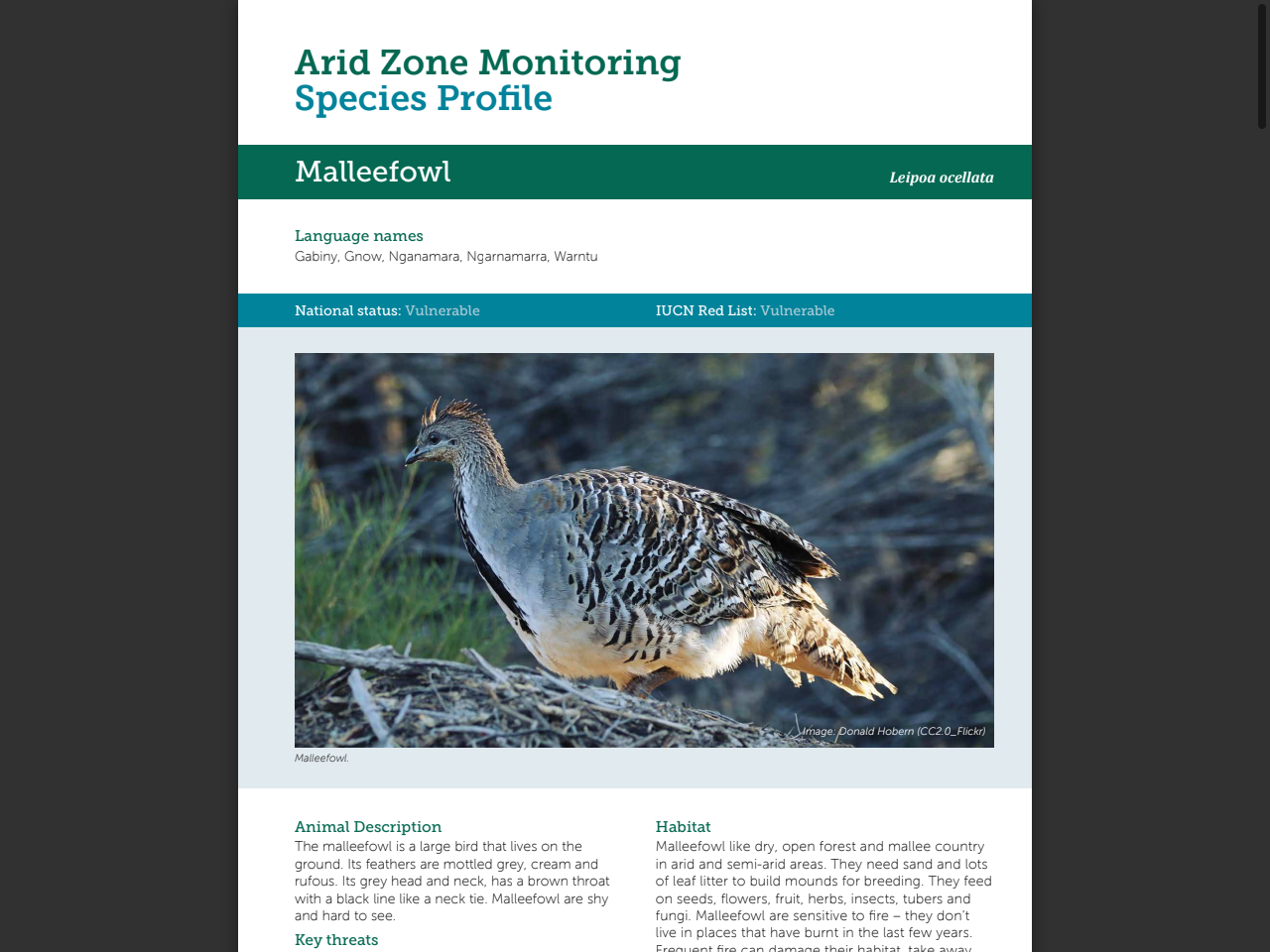 Preview of Species Profile - Malleefowl, accessed July 9, 2025,