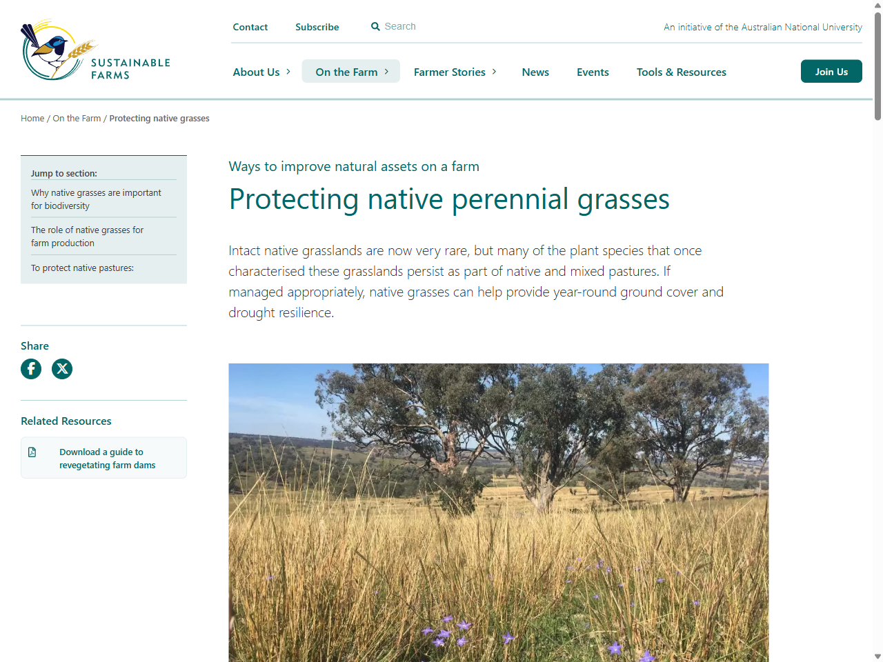 Preview of Protecting native grasses – ANU Sustainable Farms, accessed August 6, 2025, 