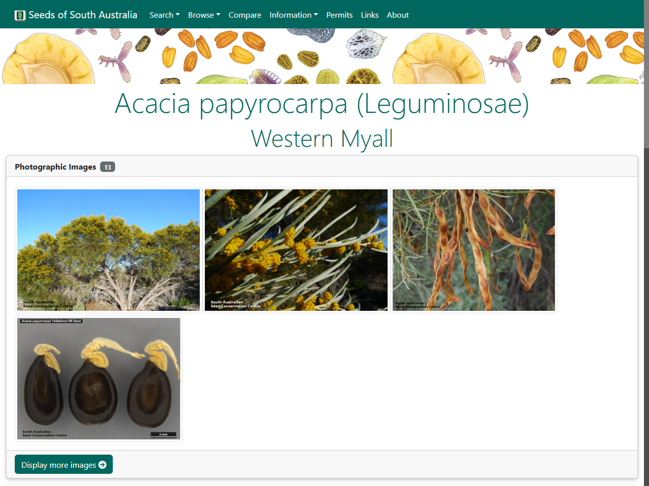 Preview of (PDF) Late-Holocene environmental change on the Nullarbor Plain, southwest Australia, based on speleothem pollen records - ResearchGate, accessed July 23, 2025