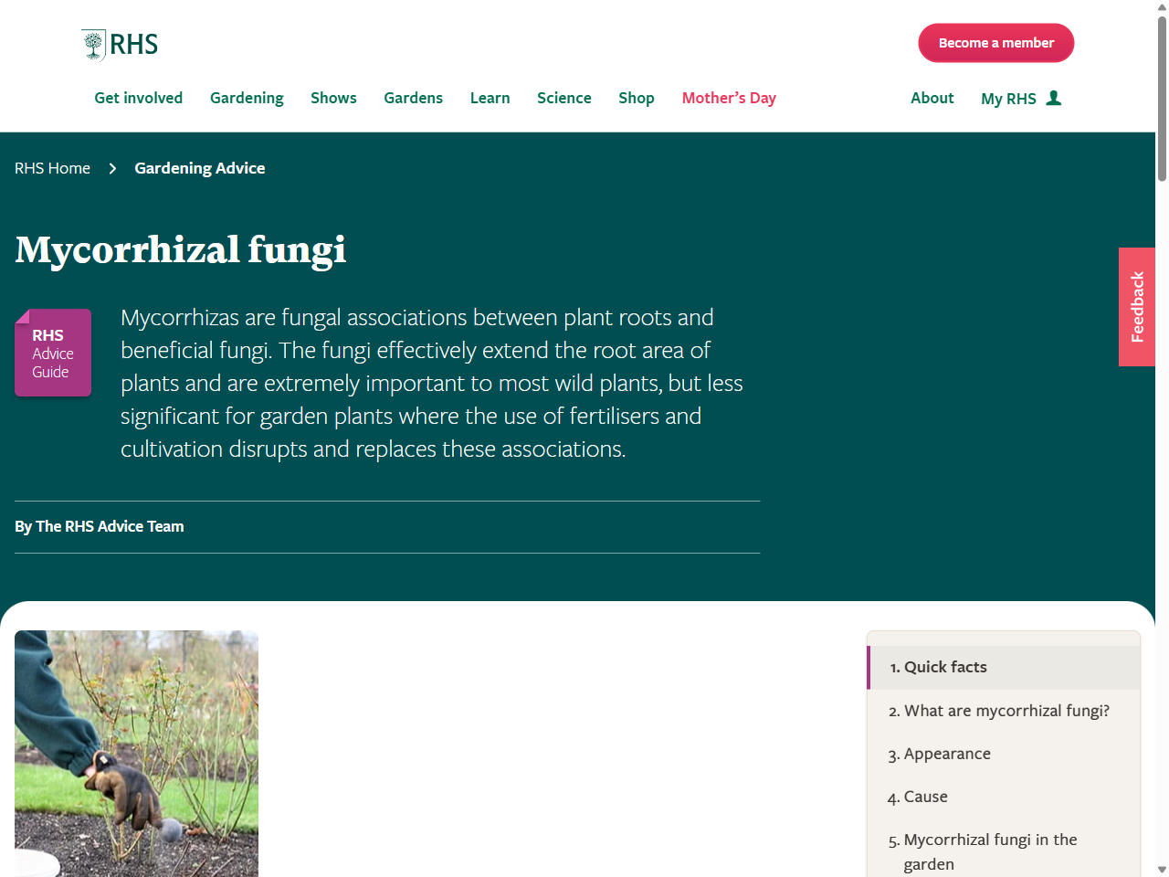 Preview of Mycorrhizal fungi / RHS Gardening, accessed August 4, 2025