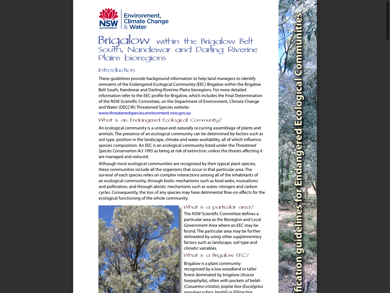 Preview of Brigalow within the Brigalow Belt South, Nandewar and Darling Riverine Plains bioregions - Identification guidelines for Endange, accessed July 13, 2025