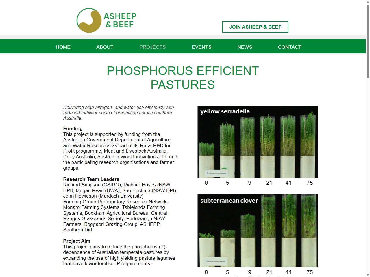 Preview of Phosphorus Efficient Pastures | ASHEEP & BEEF