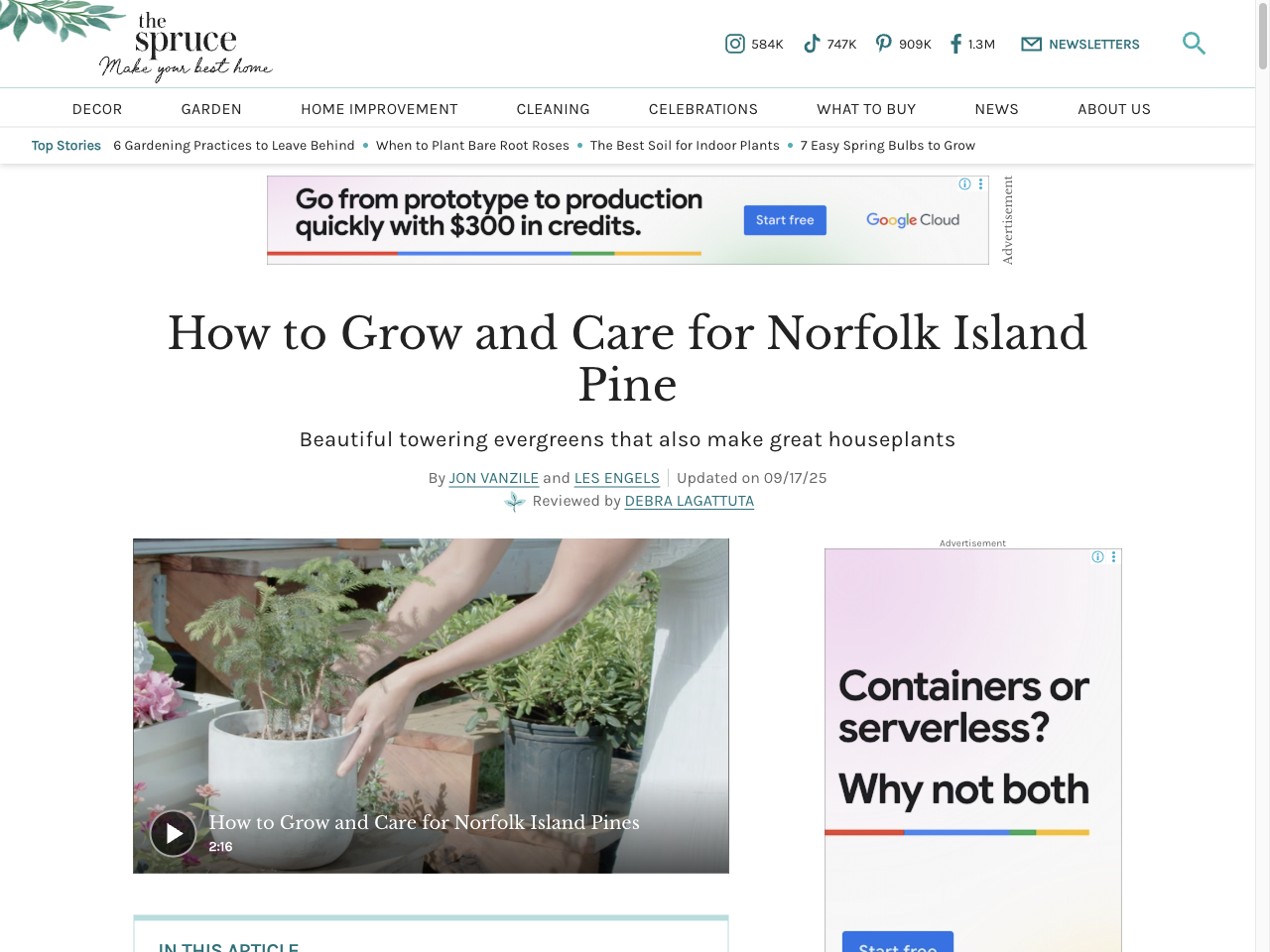 Preview of Norfolk Island Pine: Plant Care & Growing Guide - The Spruce, accessed July 30, 2025,