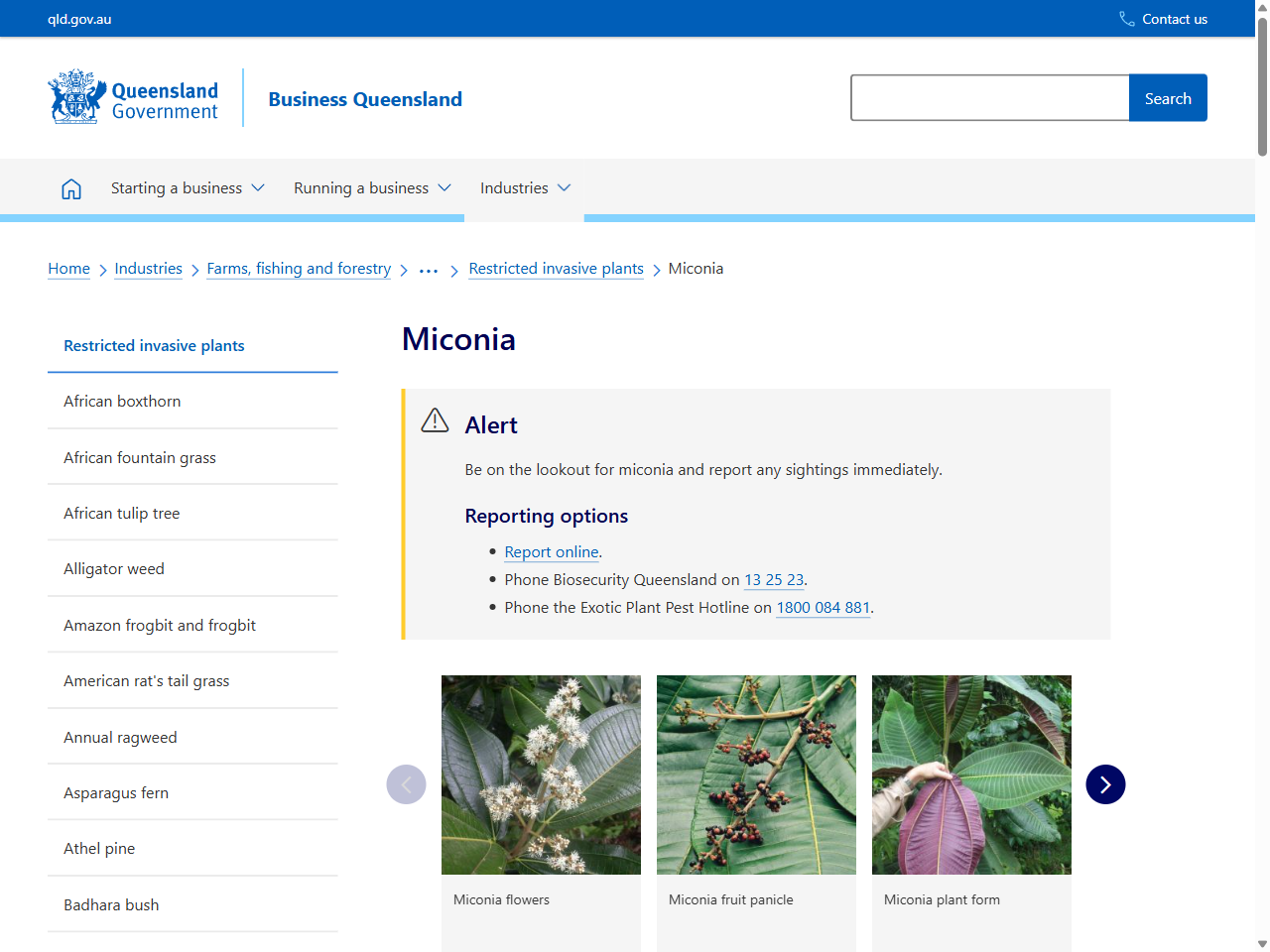 Preview of Progress in the eradication of Miconia calvescens from Australia