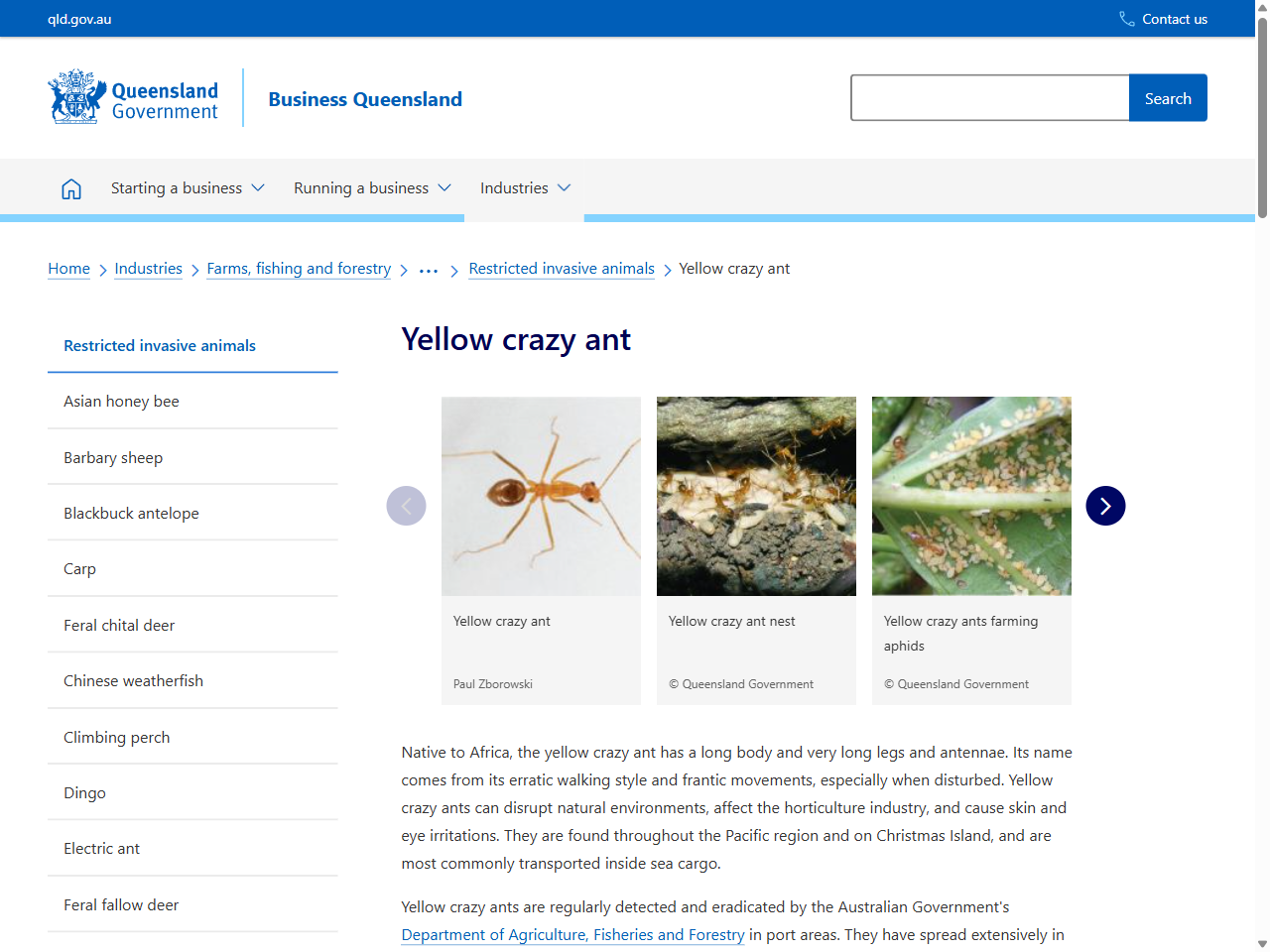 Preview of Yellow Crazy Ant Eradication Program | Wet Tropics Management ...