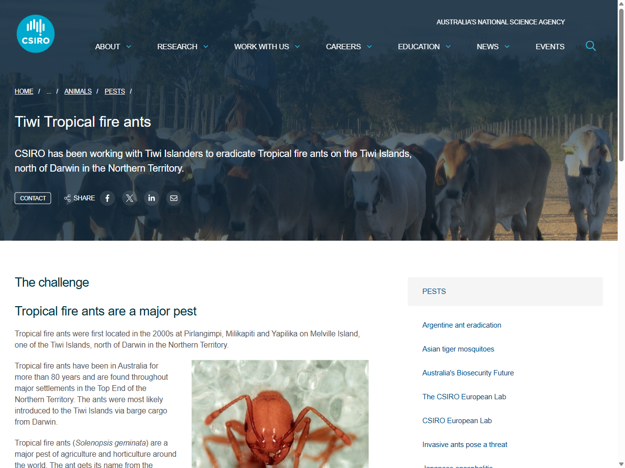 Preview of Tiwi Tropical fire ants - CSIRO