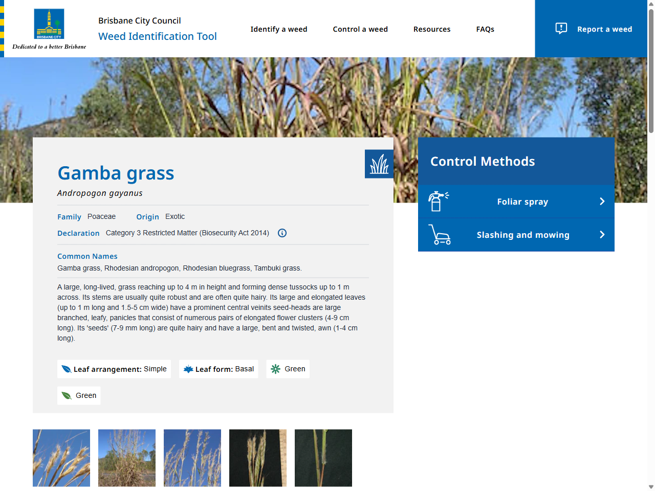 Preview of Restricted invasive plants of Queensland