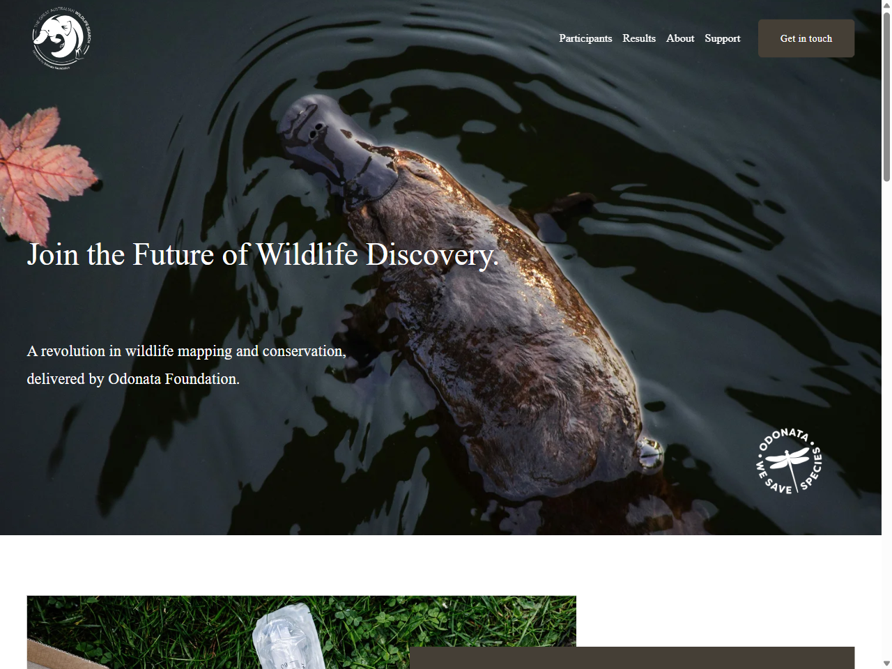 Preview of Great Australian Wildlife Search, accessed August 12, 2025