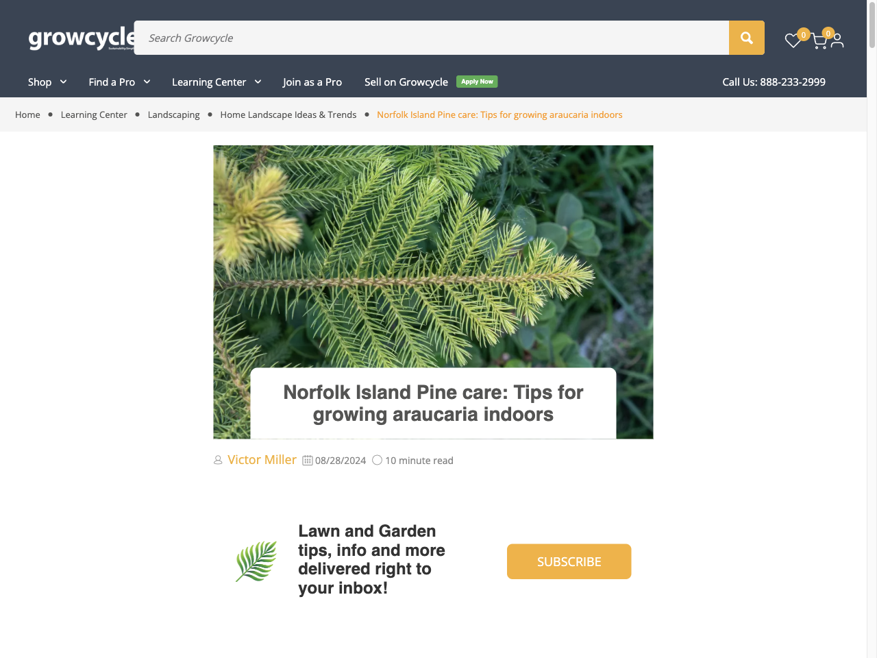 Preview of Norfolk Island Pine care: Tips for growing araucaria indoors - Growcycle, accessed July 30, 2025,