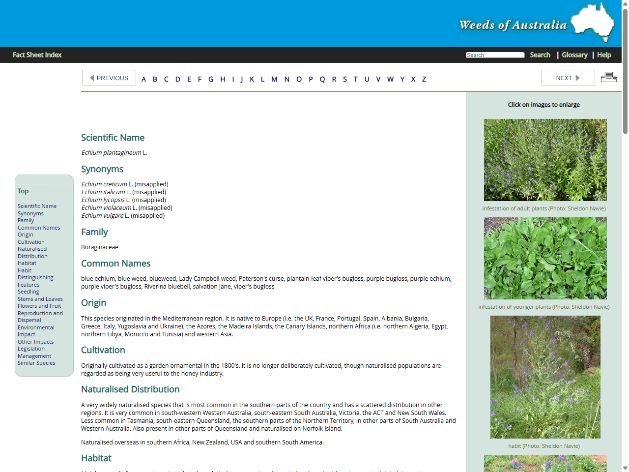 Preview of Echium plantagineum - Lucidcentral.org, accessed July 13, 2025
