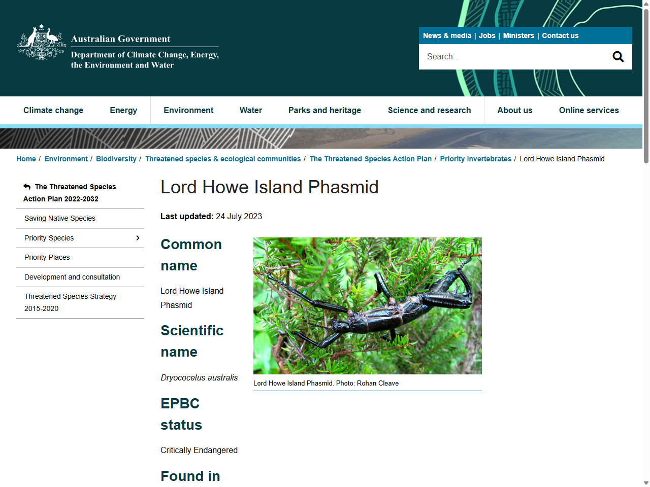 Preview of Lord Howe Island Phasmid - DCCEEW, accessed August 2, 2025,