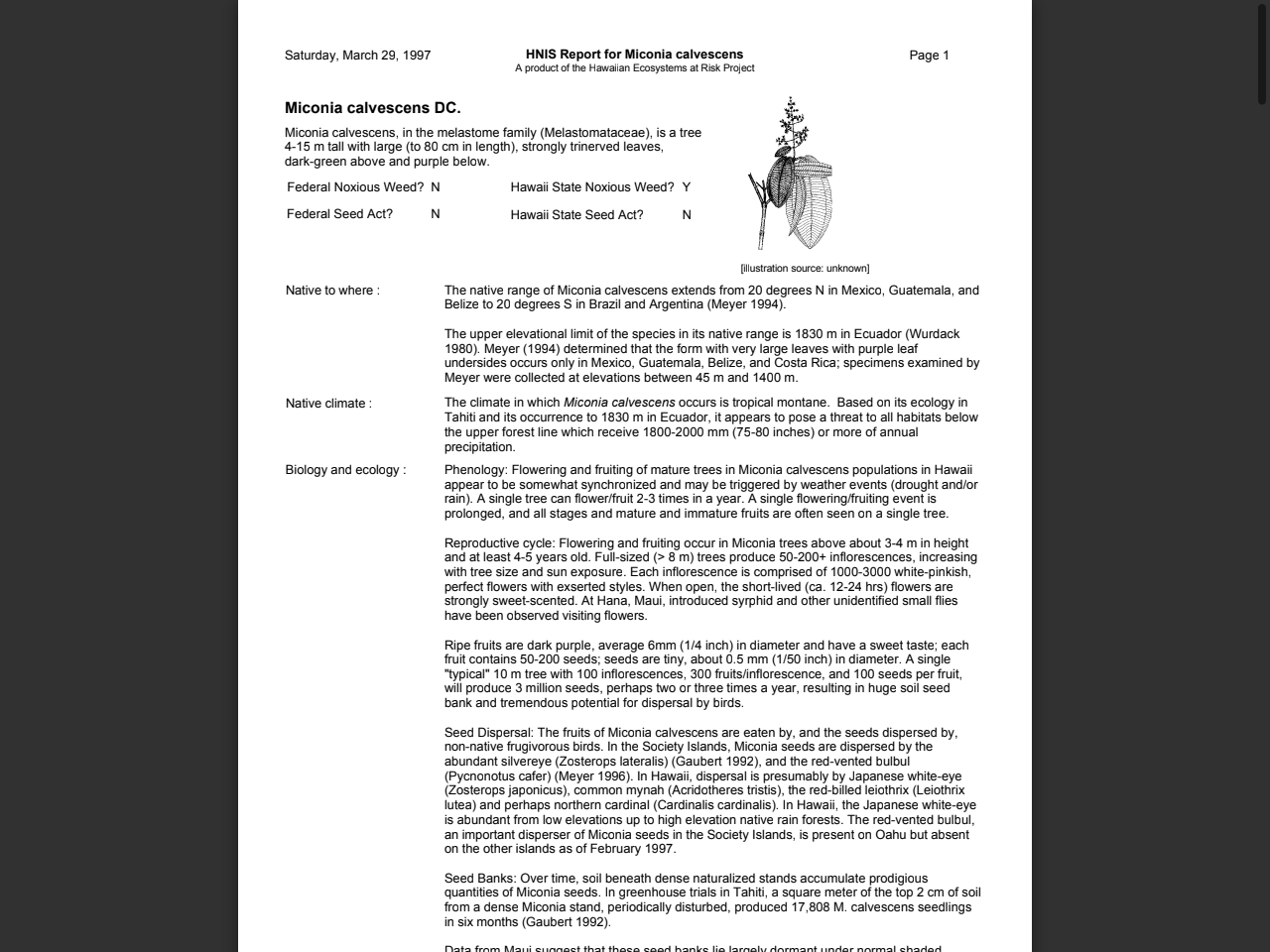 Preview of Miconia calvescens DC. - Hawaiian Ecosystems at Risk project (HEAR)