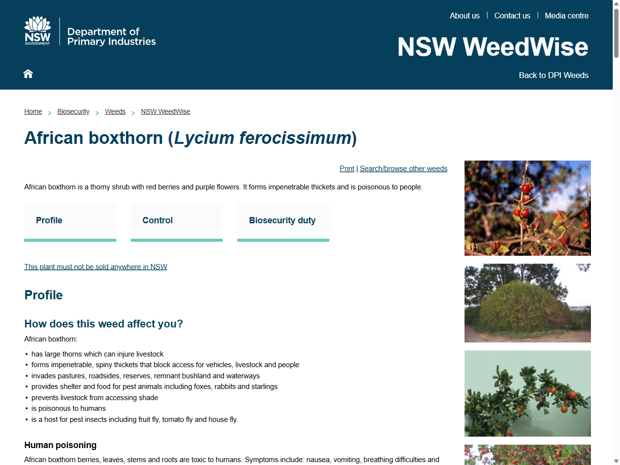 Preview of African boxthorn (Lycium ferocissimum) - NSW WeedWise, accessed July 13, 2025