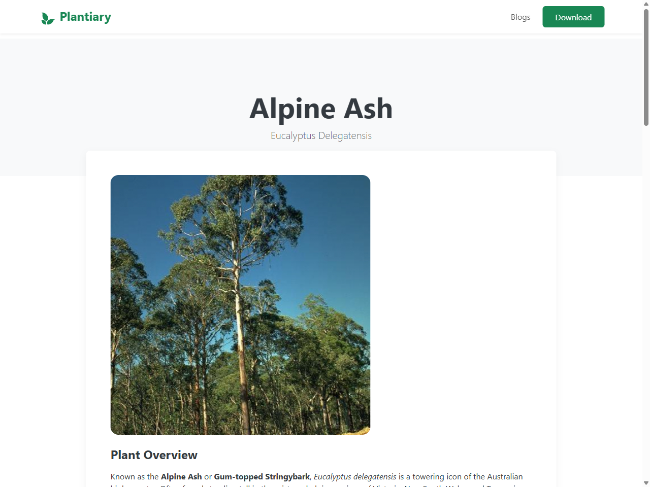 Preview of Alpine Ash (Eucalyptus Delegatensis) Plant Care & How to Grow, Water - Plantiary, accessed May 27, 2025