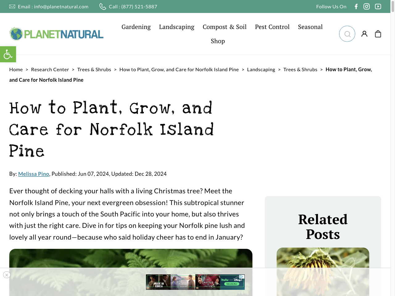Preview of How to Plant, Grow, and Care for Norfolk Island Pine - Planet Natural, accessed July 30, 2025,