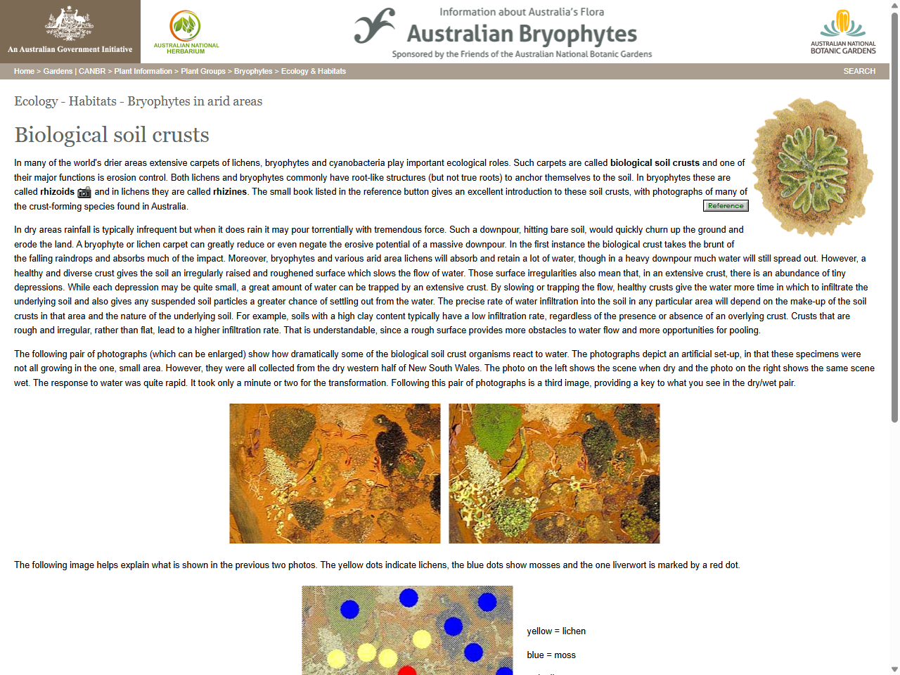 Preview of Bryophytes in arid areas - Biological soil crusts - Australian National Botanic Gardens, accessed July 27, 2025