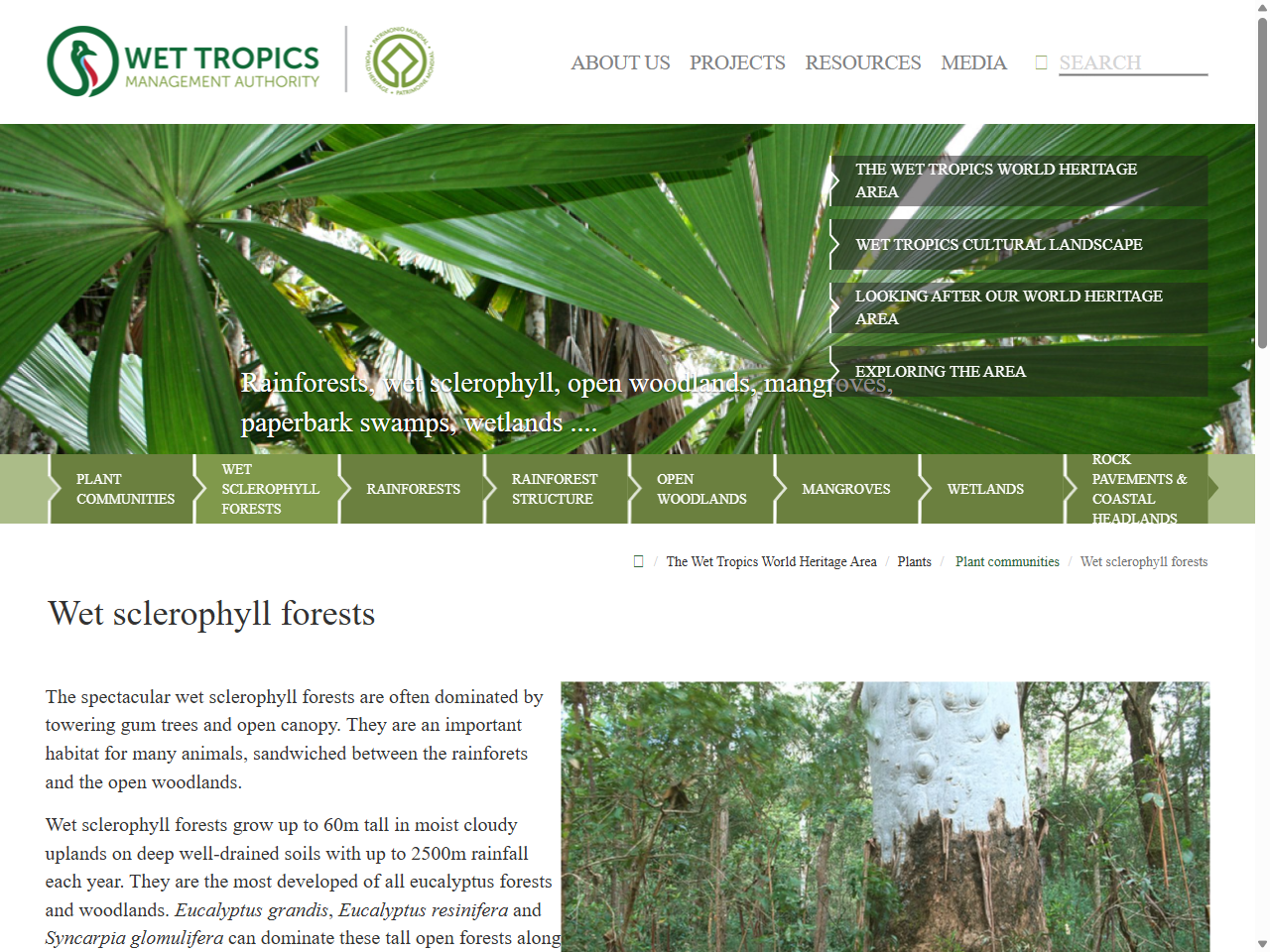 Preview of Wet sclerophyll forests - Wet Tropics Management Authority, accessed August 9, 2025