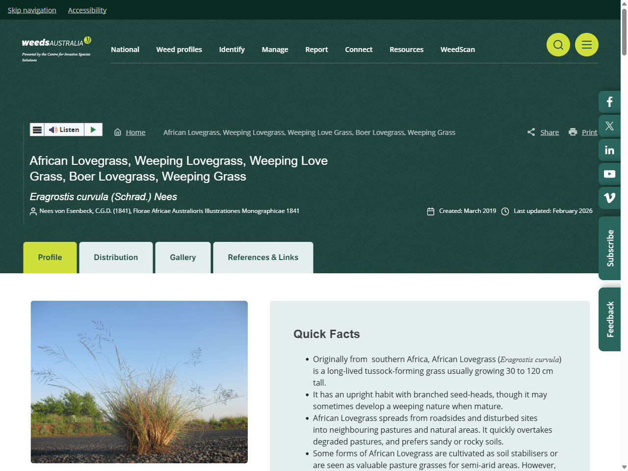 Preview of African Lovegrass, Weeping Lovegrass, Weeping Love Grass, Boer Lovegrass, Weeping Grass - Weeds Australia, accessed July 7, 2025