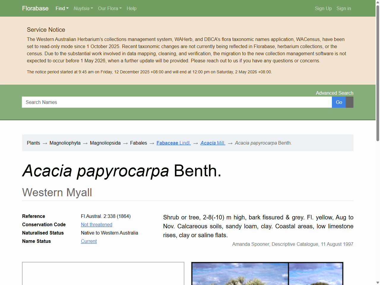 Preview of Taxon Profile of Acacia papyrocarpa Benth. | Florabase, accessed July 23, 2025