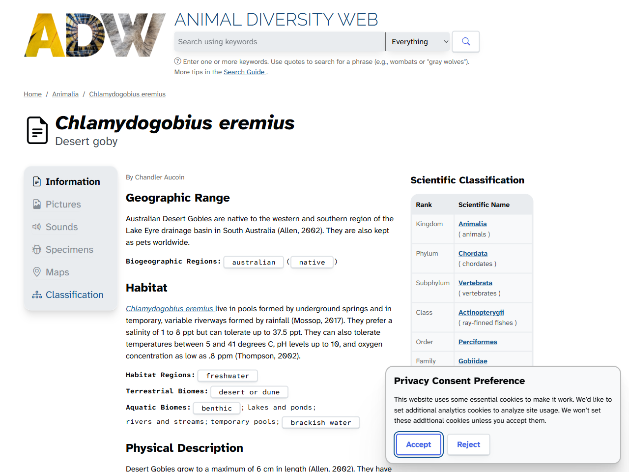 Preview of Chlamydogobius eremius (Desert goby) - Animal Diversity Web