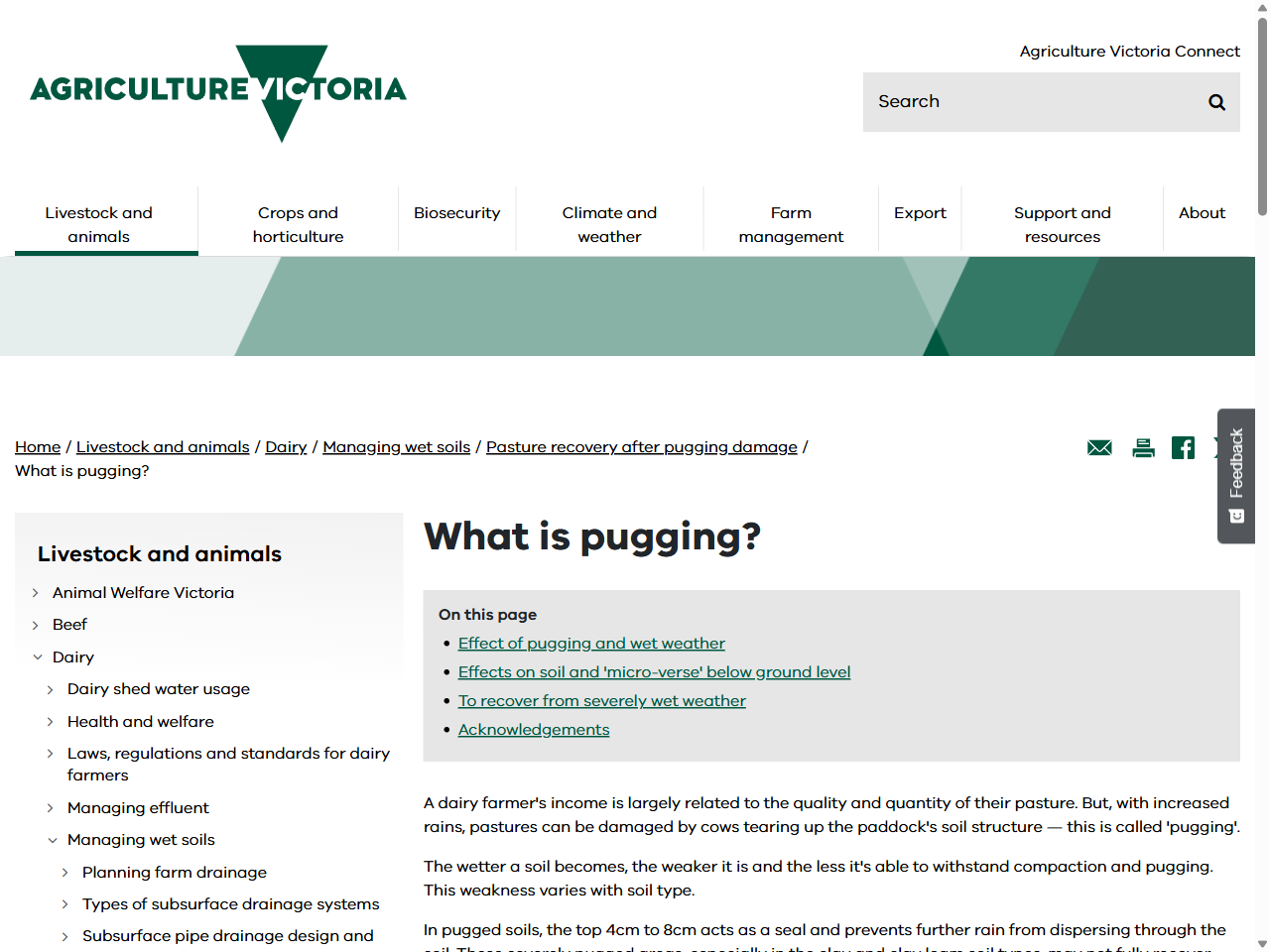 Preview of What is pugging? | Pasture recovery after pugging damage | Managing wet soils | Dairy | Livestock and animals | Agriculture Victoria