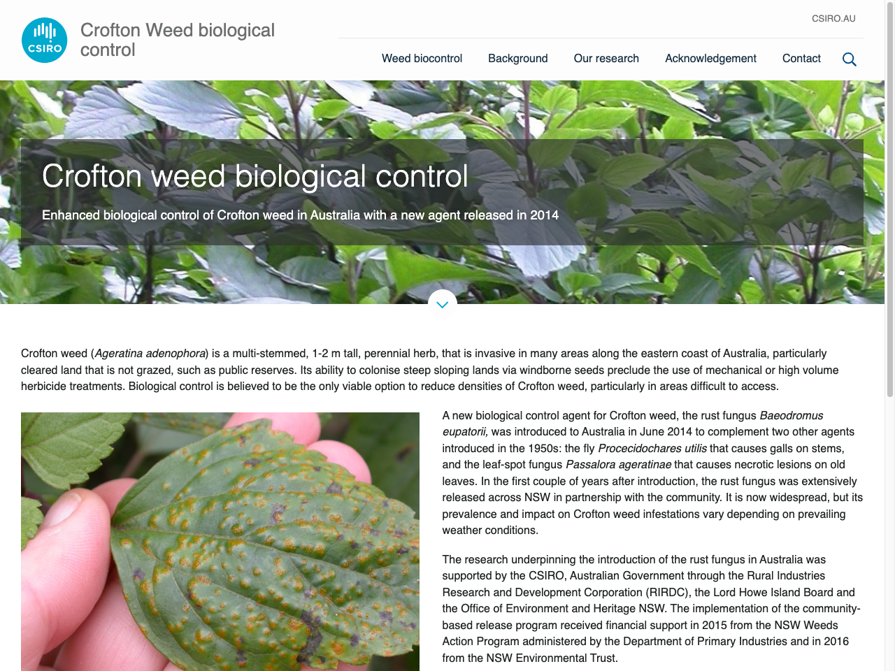 Preview of Crofton Weed biological control - CSIRO Research, accessed August 3, 2025, 