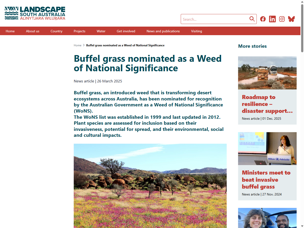 Preview of Buffel grass nominated as a Weed of National Significance - Landscape SA, accessed July 6, 2025,