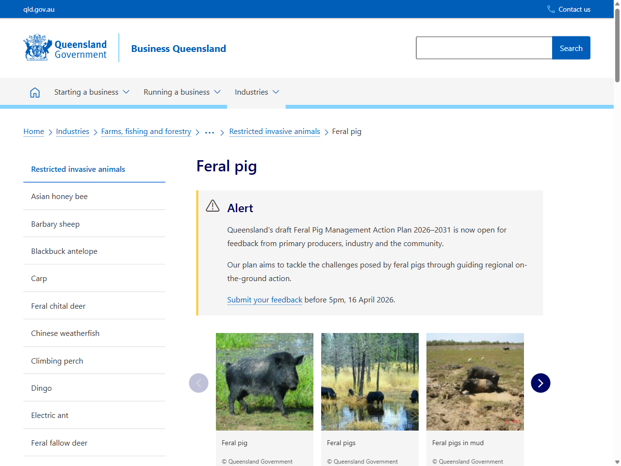 Preview of Feral pig - Business Queensland