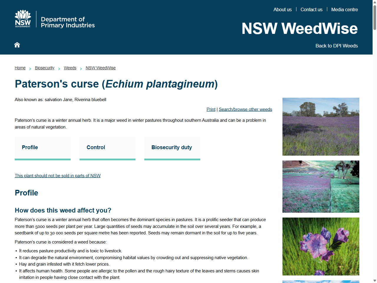Preview of Paterson's curse (Echium plantagineum) - NSW WeedWise, accessed July 7, 2025