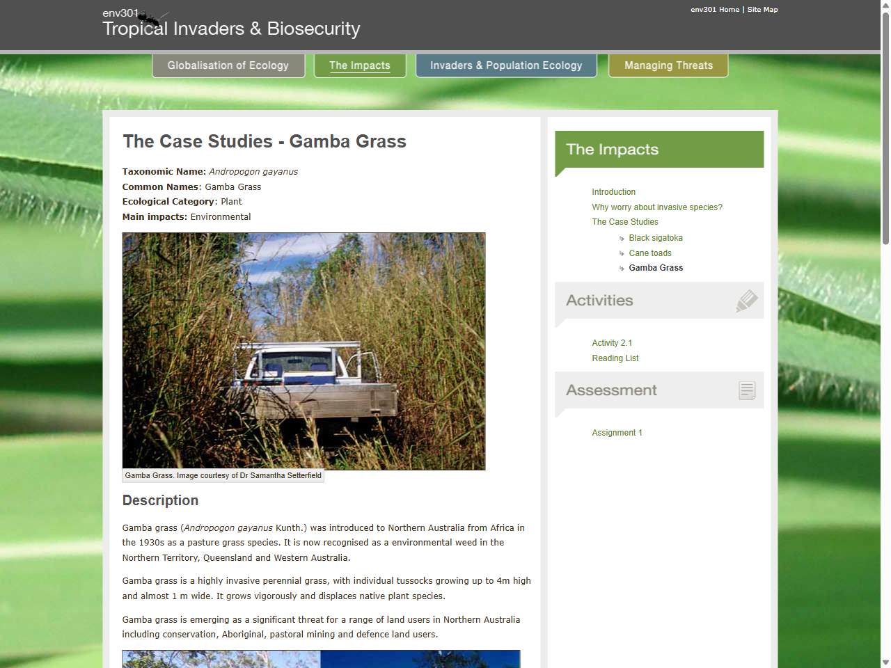 Preview of Gamba grass a declared weed in QLD and the Northern Territory - Invasive Species Council, accessed July 23, 2025
