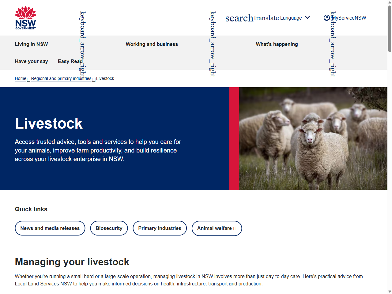 Preview of Grazing strategies for managing African lovegrass - Local Land Services, accessed August 6, 2025, 