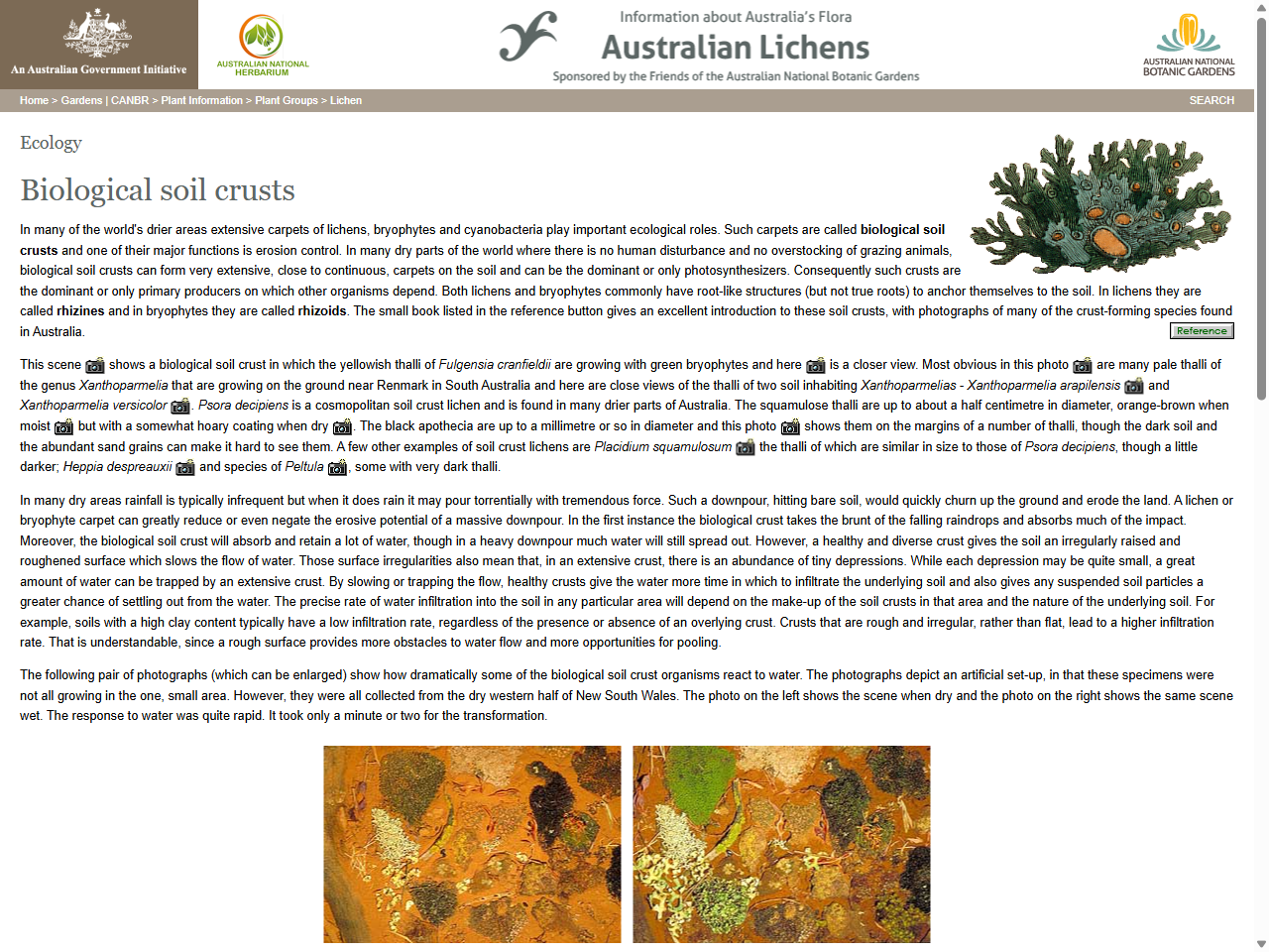 Preview of Biological soil crusts - Lichen website - Australian National Botanic Gardens, accessed July 27, 2025