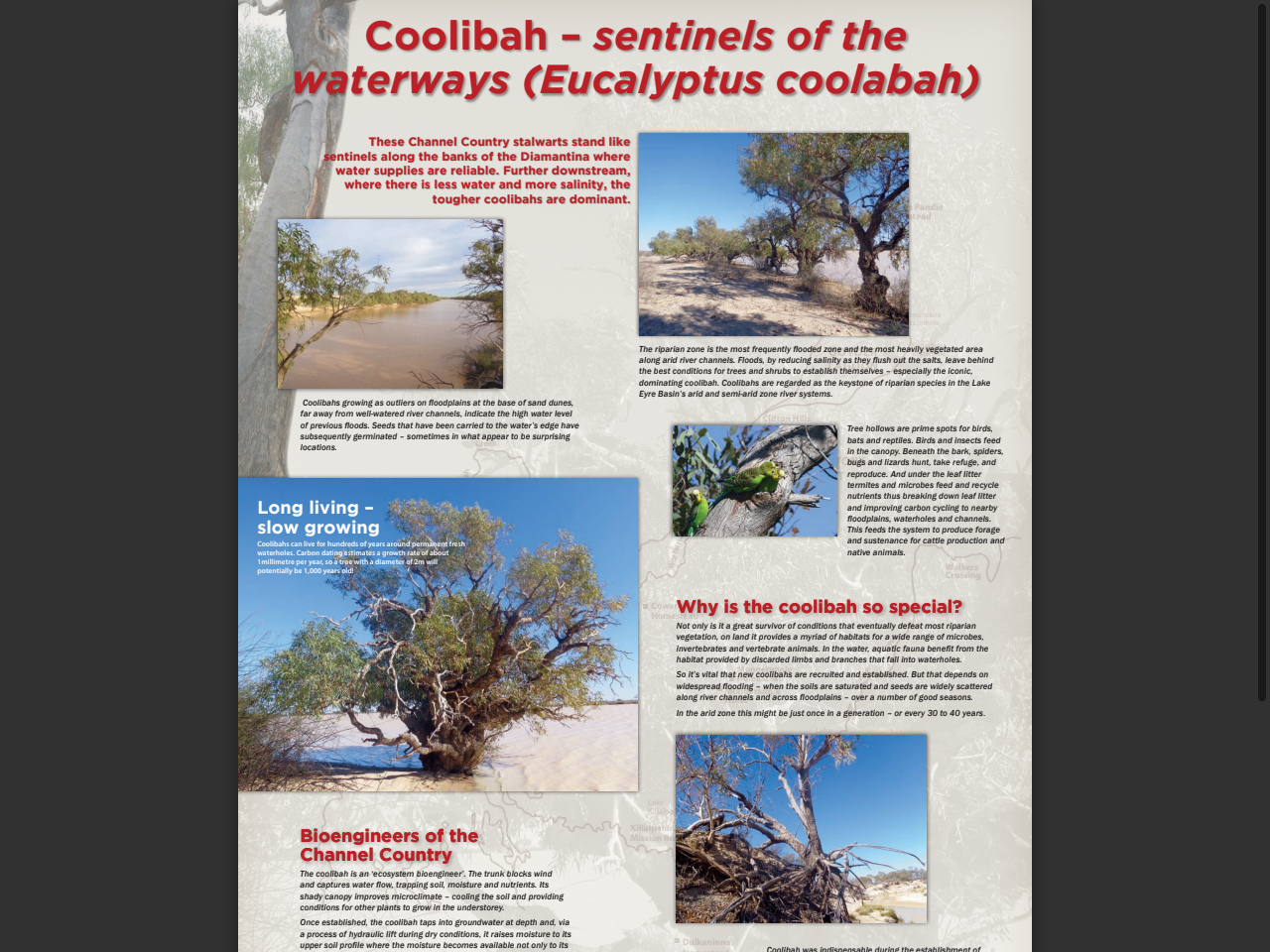 Preview of Coolibah – sentinels of the waterways (Eucalyptus coolabah) - Department for Environment and Water, accessed July 23, 2025