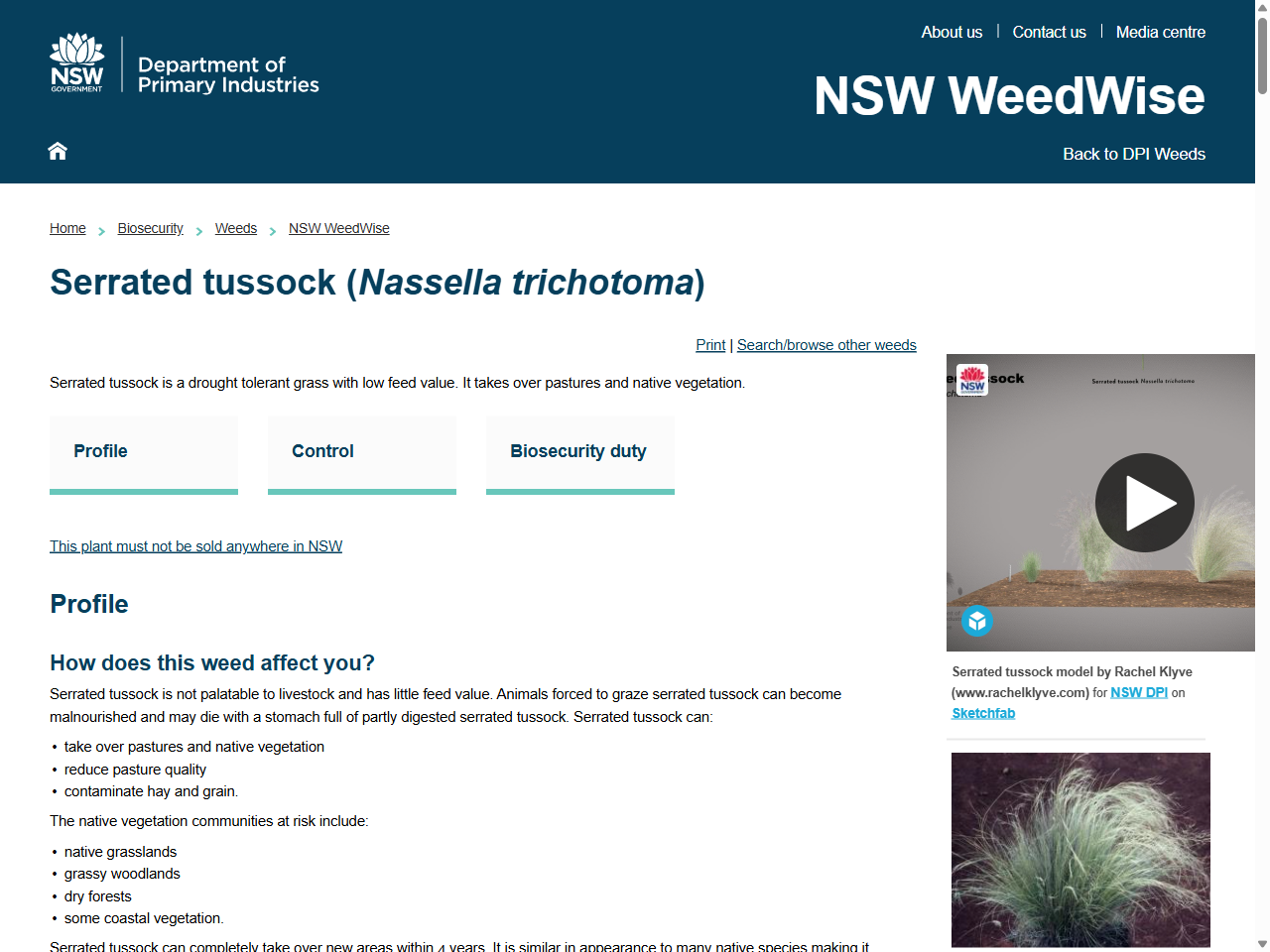 Preview of Serrated tussock (Nassella trichotoma) - NSW WeedWise, accessed August 6, 2025, 