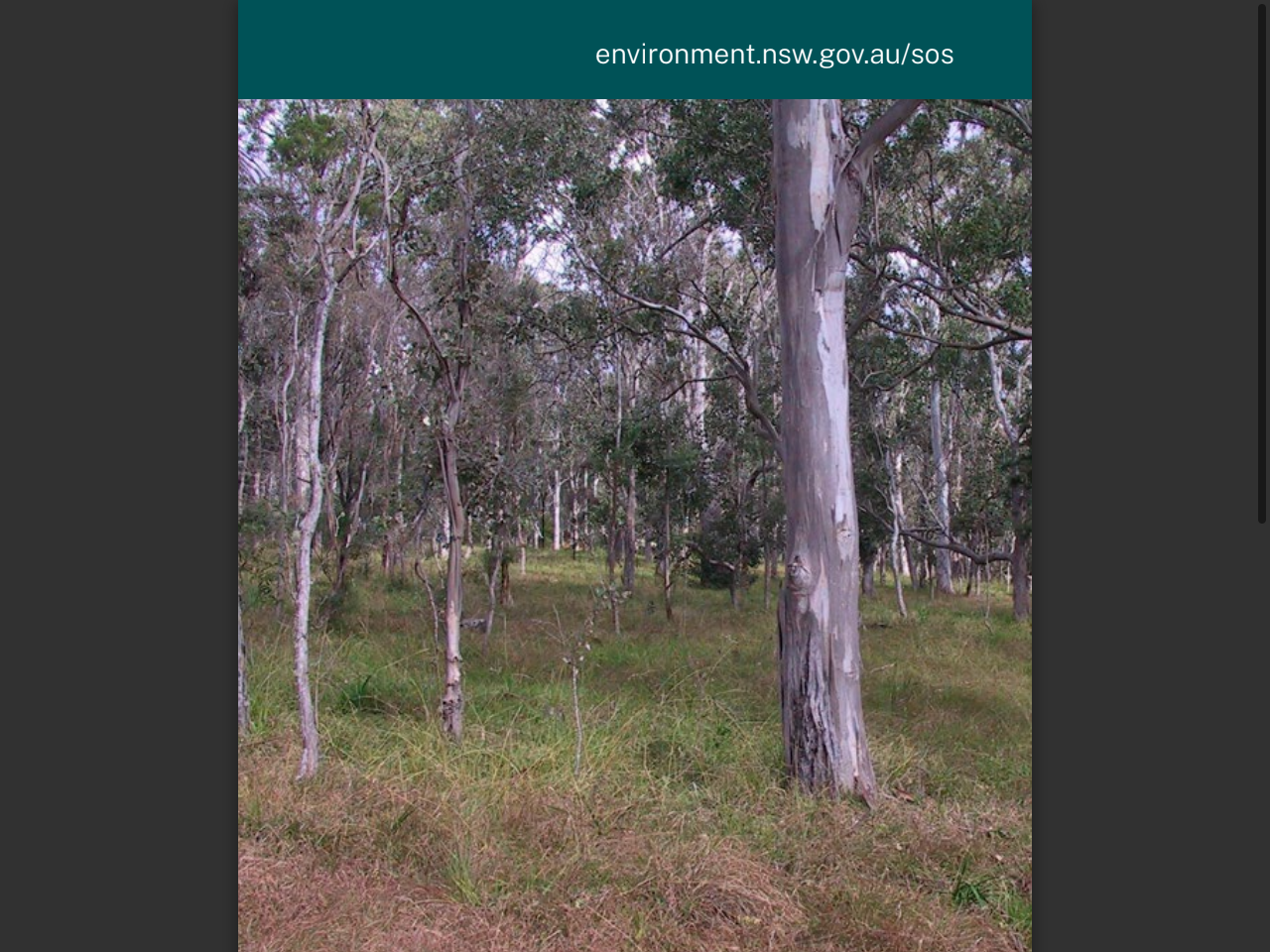 Preview of Lowland Grassy Woodland on your property