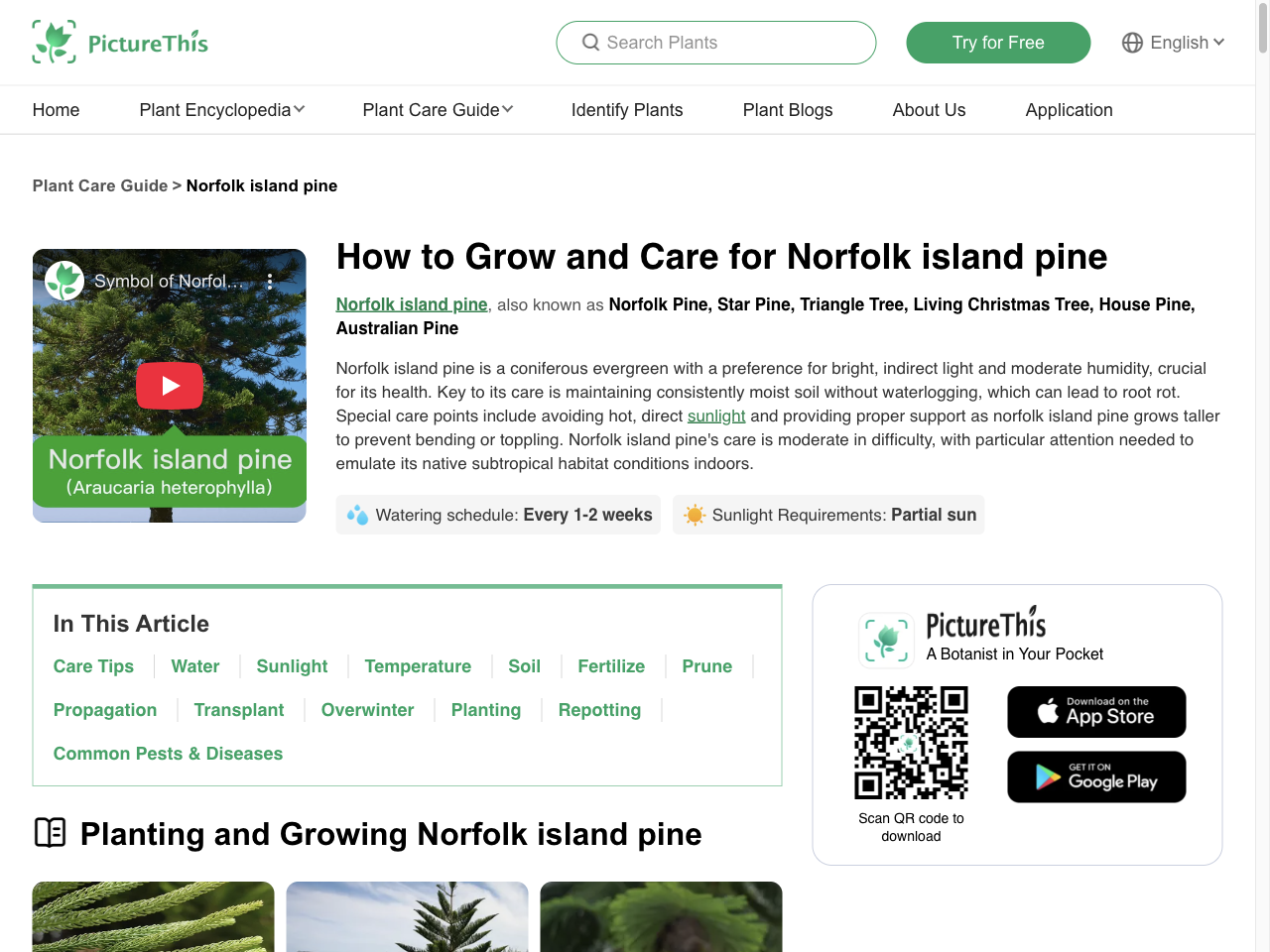 Preview of How to Grow and Care for Norfolk island pine - PictureThis, accessed July 30, 2025,