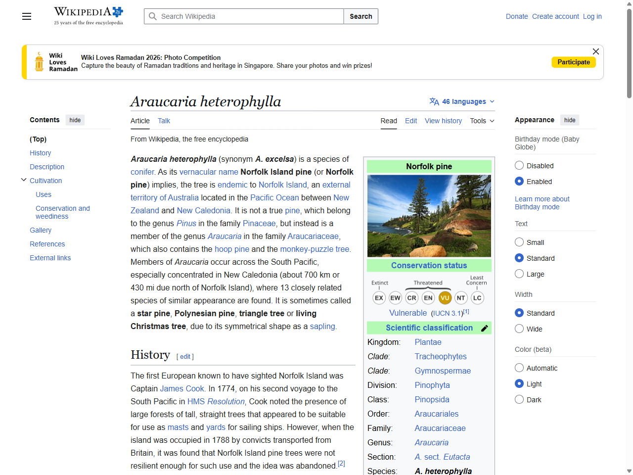 Preview of Araucaria heterophylla - Wikipedia, accessed July 31, 2025