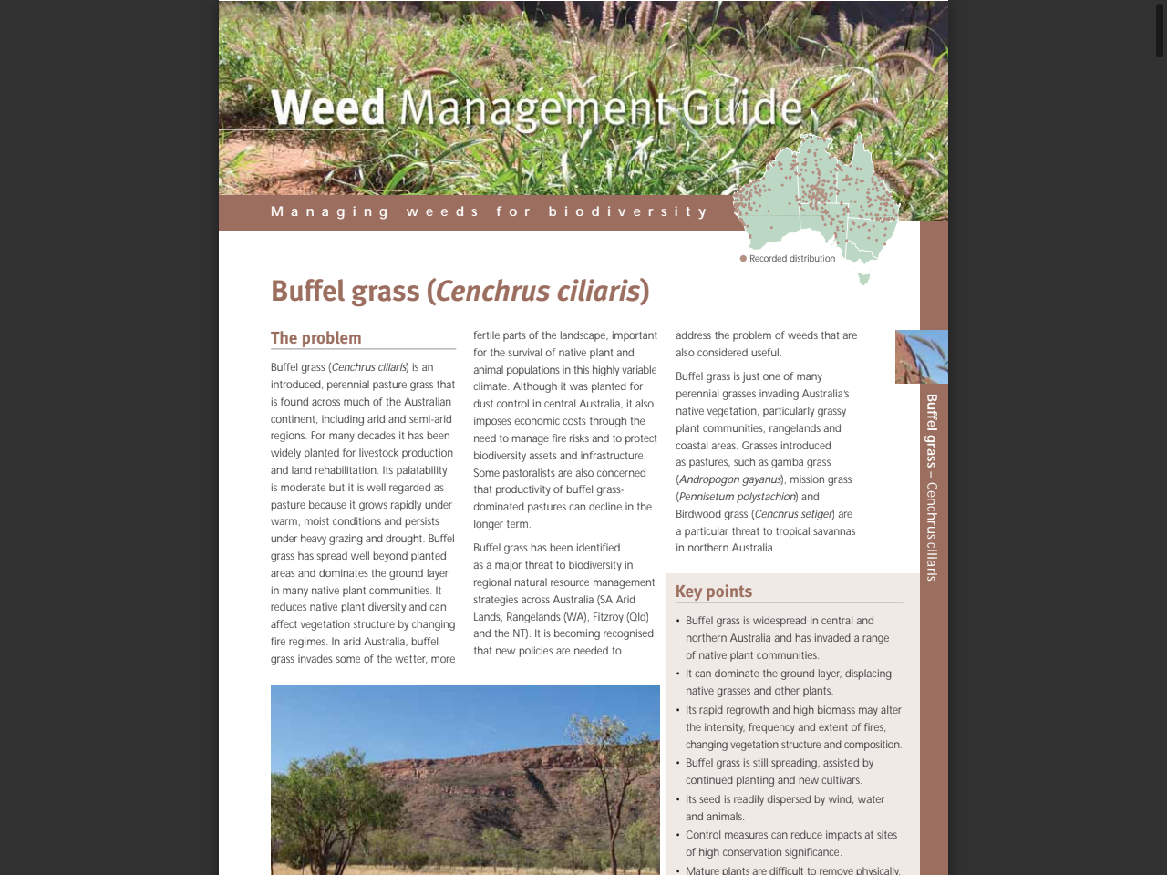 Preview of Buffel grass (Cenchrus ciliaris) - Australian Association of Bush Regenerators, accessed July 6, 2025,