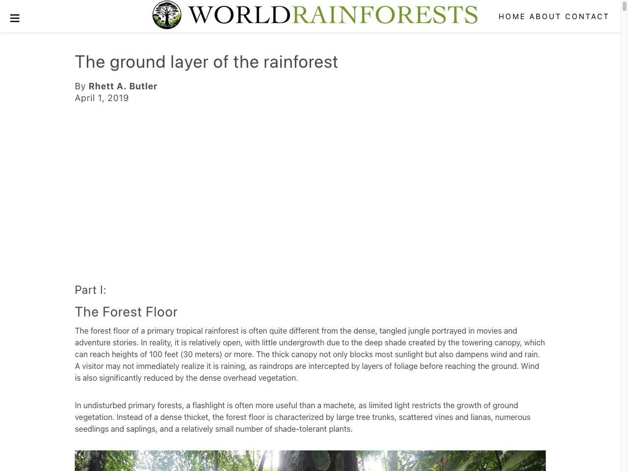 Preview of The ground layer of the rainforest, accessed July 22, 2025, 