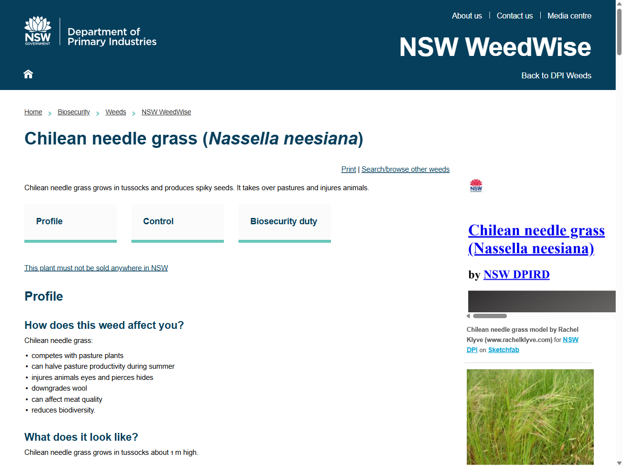 Preview of Chilean needle grass (Nassella neesiana) - NSW WeedWise, accessed August 12, 2025,