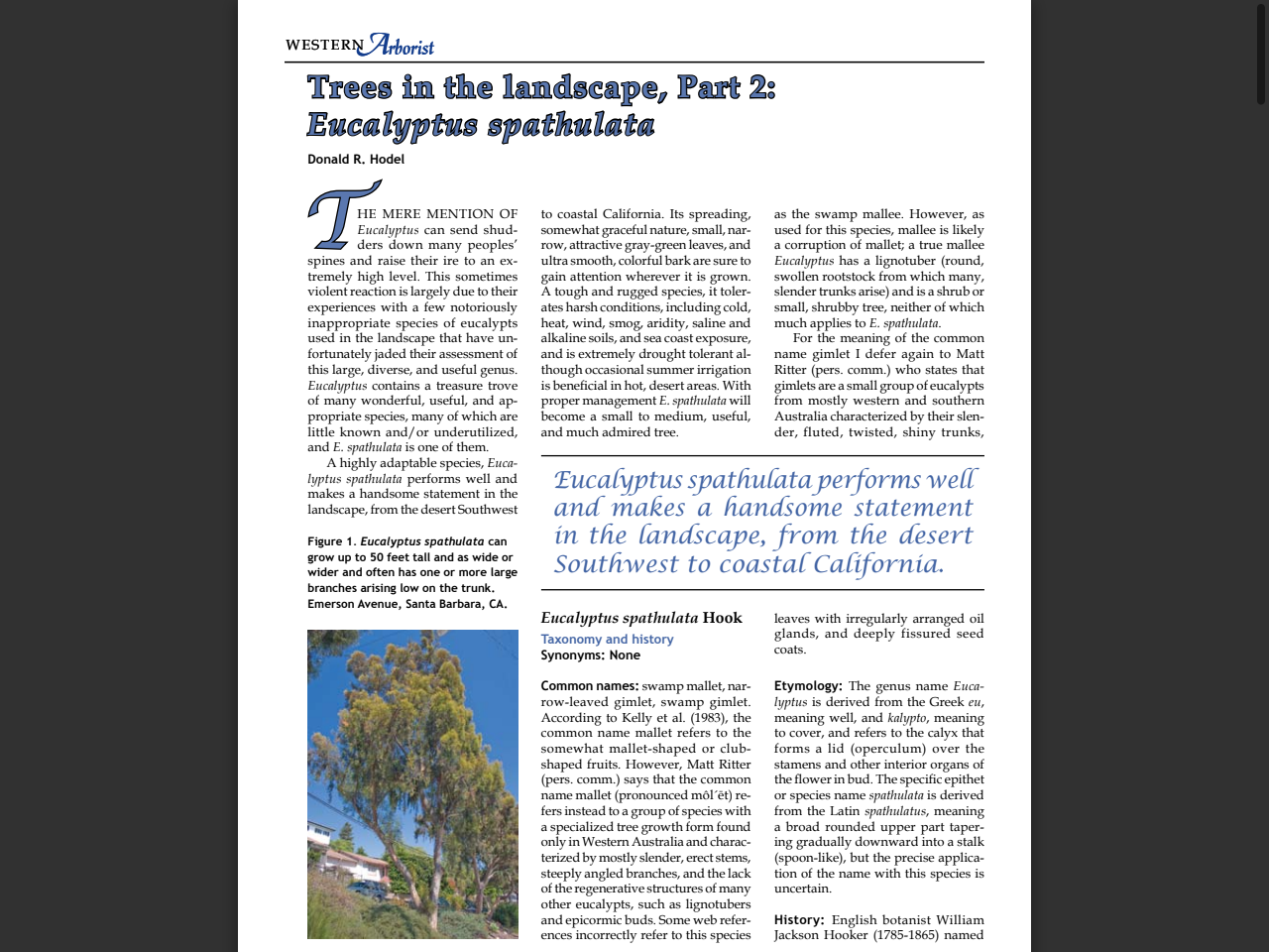 Preview of Trees in the landscape, Part 2: Eucalyptus spathulata, accessed July 11, 2025, 