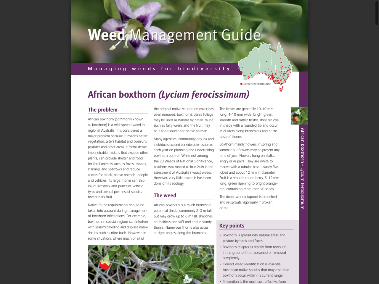 Preview of African boxthorn (Lycium ferocissimum) - AWS, accessed July 13, 2025