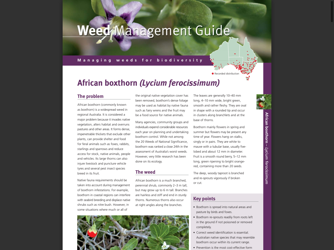 Preview of African boxthorn (Lycium ferocissimum) - Australian Association of Bush Regenerators, accessed July 13, 2025