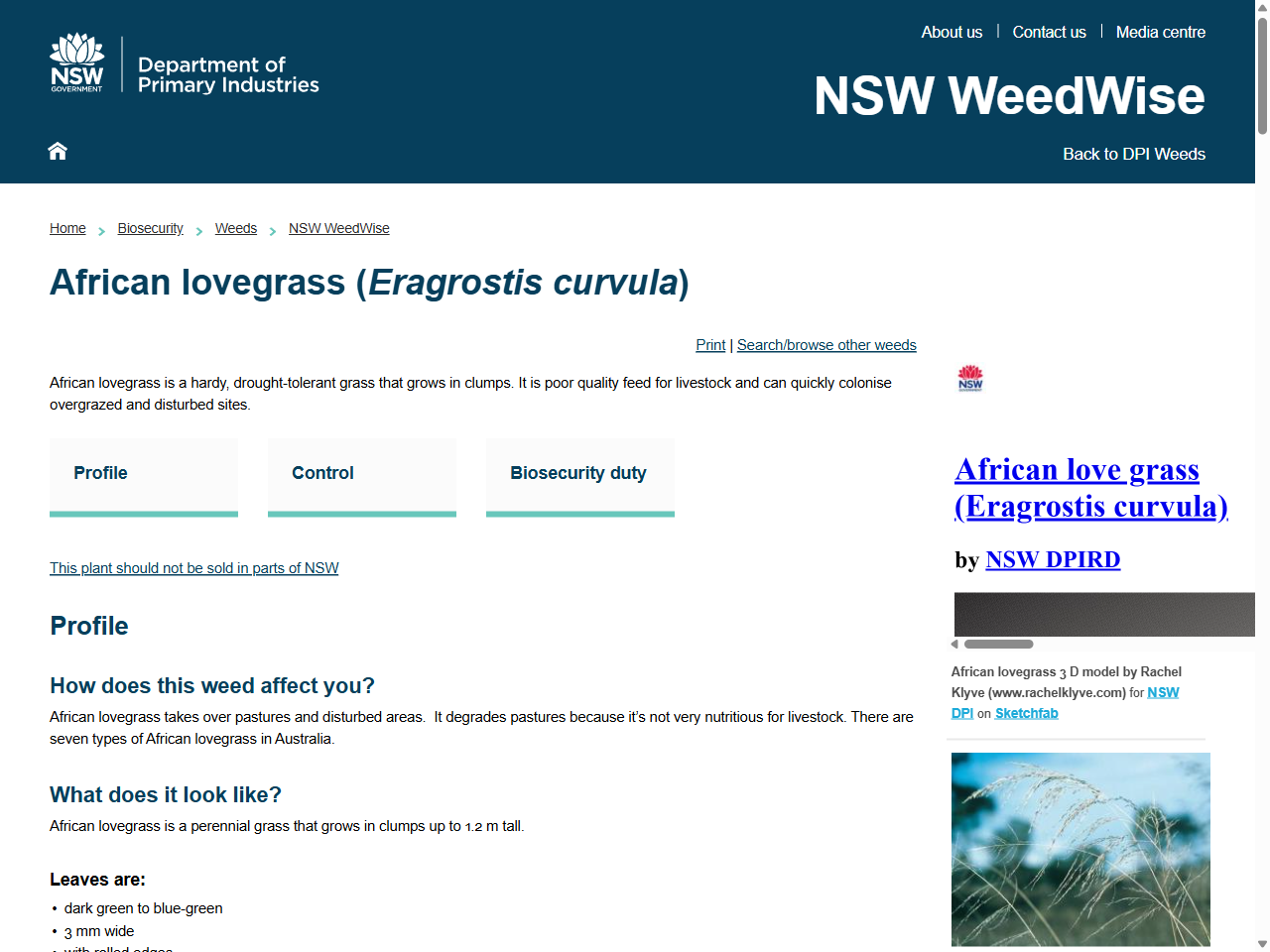 Preview of African lovegrass (Eragrostis curvula) - NSW WeedWise, accessed August 12, 2025,